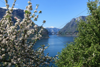 Flowering tree by the fjord.