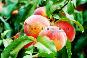 peach tree