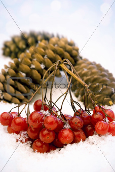berries and cones