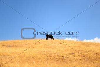 Cow on a high mountain