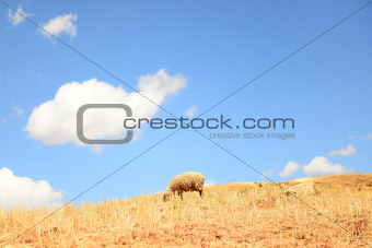 Sheep on a high mountain