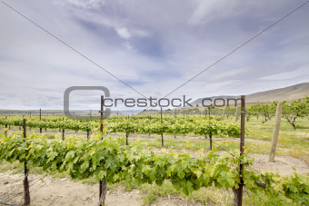Vineyard Landscape in Maryhill Washington State