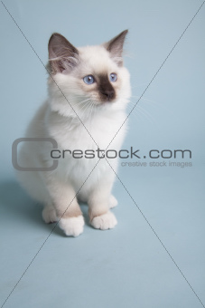 ragdoll kitten on colored background