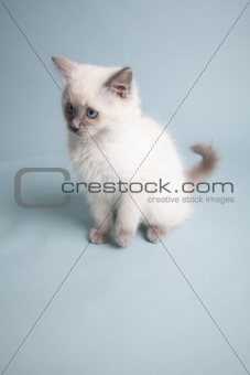 ragdoll kitten on colored background