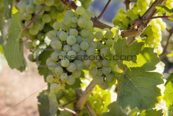 Bunches of Green Grapes on Vineyard 2