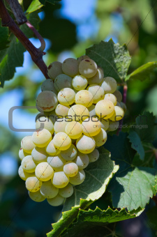 Grapes in vineyard in Balaclava.