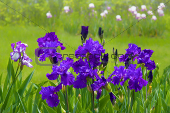 Field of Iris