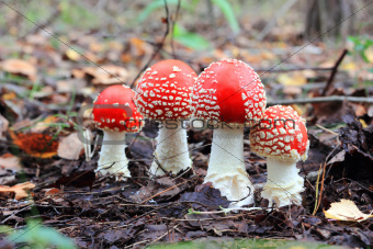 four red fly agaric