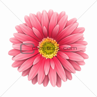 Pink daisy flower isolated on white - 3d render