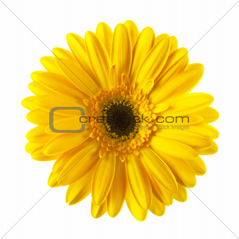 Yellow daisy flower isolated 