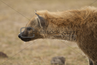 portrait of hyena