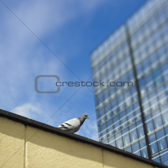 Single dove next to skyscraper