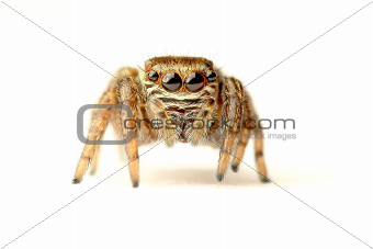 isolated jumping spider