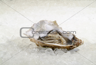 open oysters