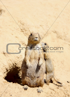 family of cute marmots