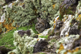 Wild rabbit sheltering behind rocks