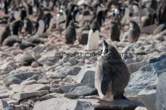Adelie penguine taking sunbathe in Antarctica