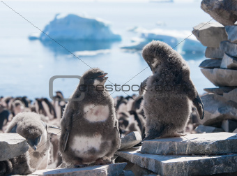 Two young penguins taking on the beach of Antarctica