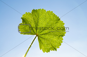 green leaf on sky background sun against