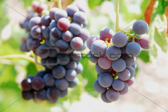 bunches of grapes