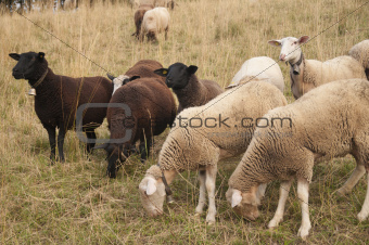 Brown Sheep and White Sheep with Ear Chips grazing in a field in Switzerland