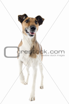 smooth fox terrier 