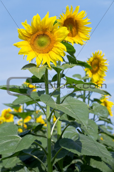 yellow sunflowers against a blue clear sky