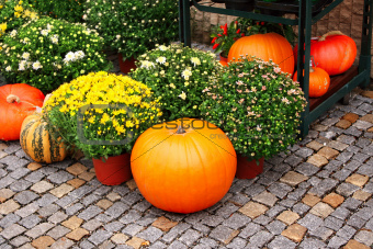 Ripe pumpkins and chrysanthemum