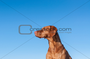 Staring Vizsla dog with blue sky