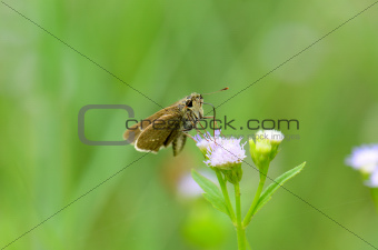 Common Branded Swift butterfly (Pelopidas mathias)