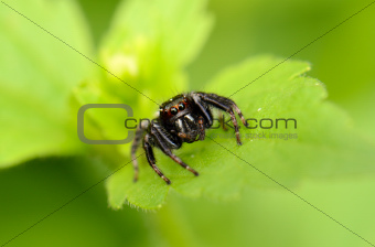 female jumping spider