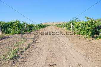 Road in vineyard in summer