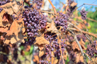 Dry grapes in vineyard