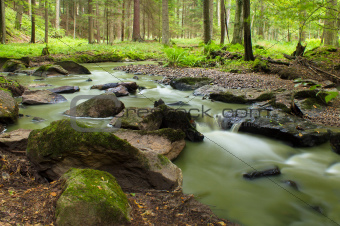 Mountain stream in a forest