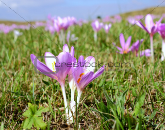 mountain meadow with crocus