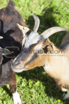 Goats graze on the lawn
