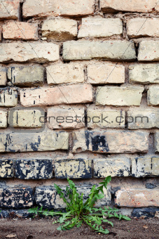 Brick wall and dandelion