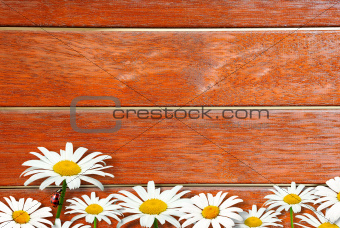 Background with fence and camomiles