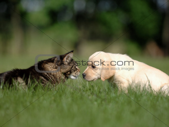 cat and dog friendship PET