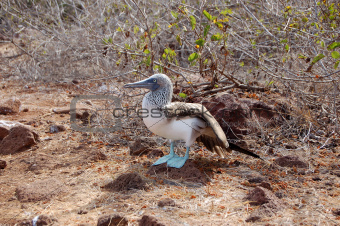 Blue-footed booby in the Galapagos Islands