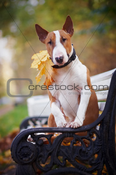 The red bull terrier sits on a bench