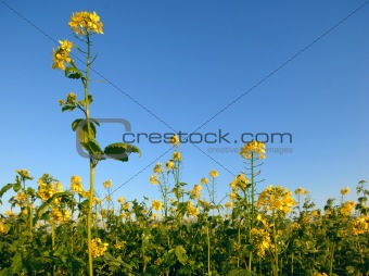 Yellow Flowers of a Potato field