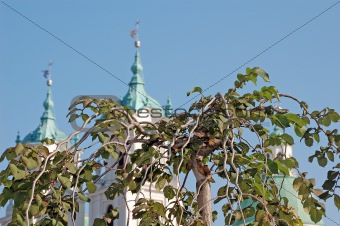 green leaves on green cupola