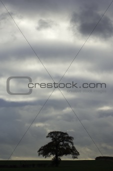 Tree against cloudy sky