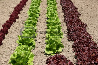 Lettuce Variety