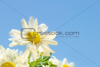 Daisies in  the sun