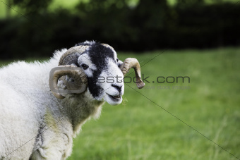 Herdwick ram with curled horns