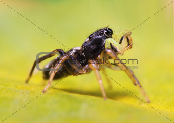 Heliophanus jumping spider on a green leaf