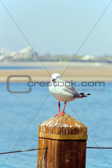 Serene Seagull in Summertime