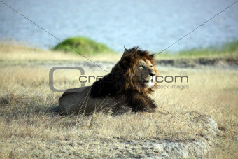 Elder Lion of Ngorongoro Crater